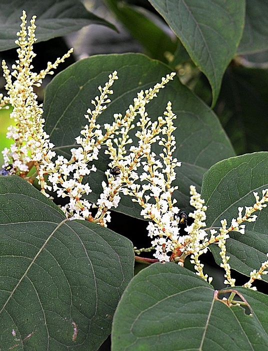 Japanese Knot Weed Resveratrol